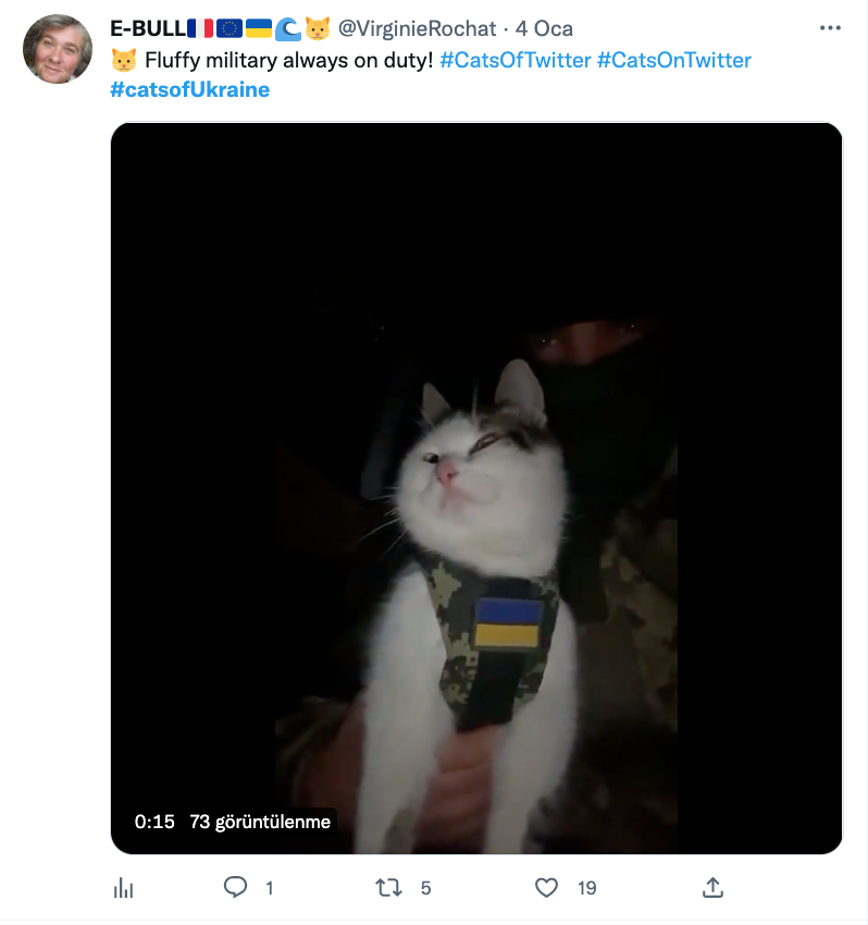ukrayna nin savasci kedileri sosyal medyada gundem oldu ulkelerini insanlarla beraber savunuyorlar